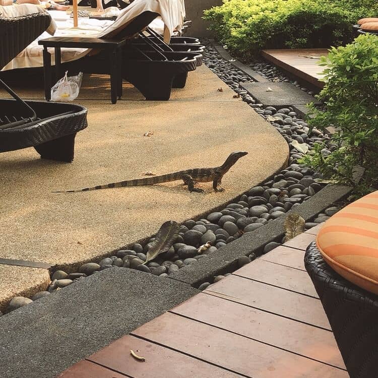 大きなトカゲ